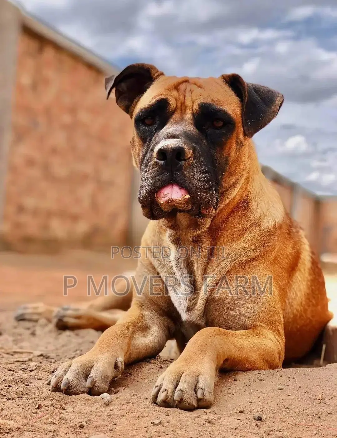 1-3 months Male Purebred Boerboel