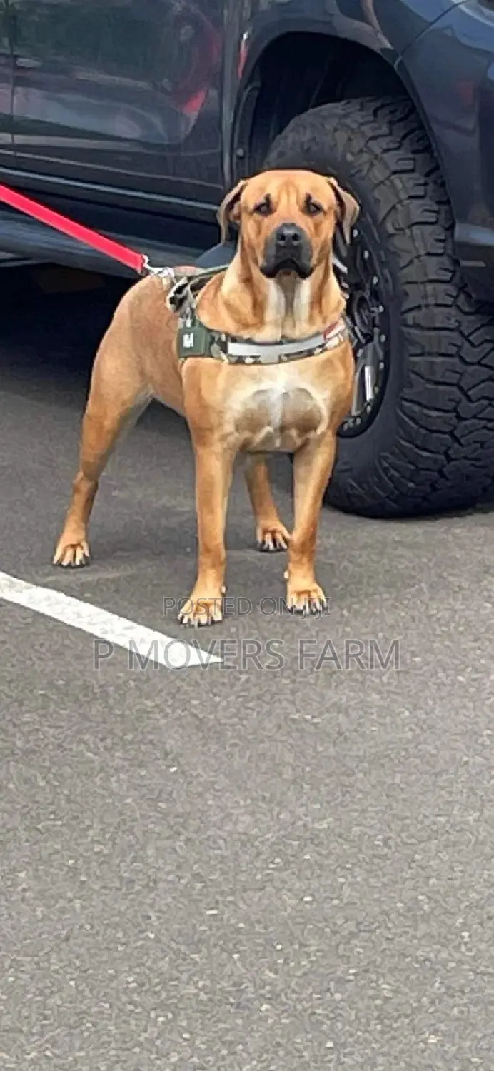 1-3 months Female Purebred Boerboel