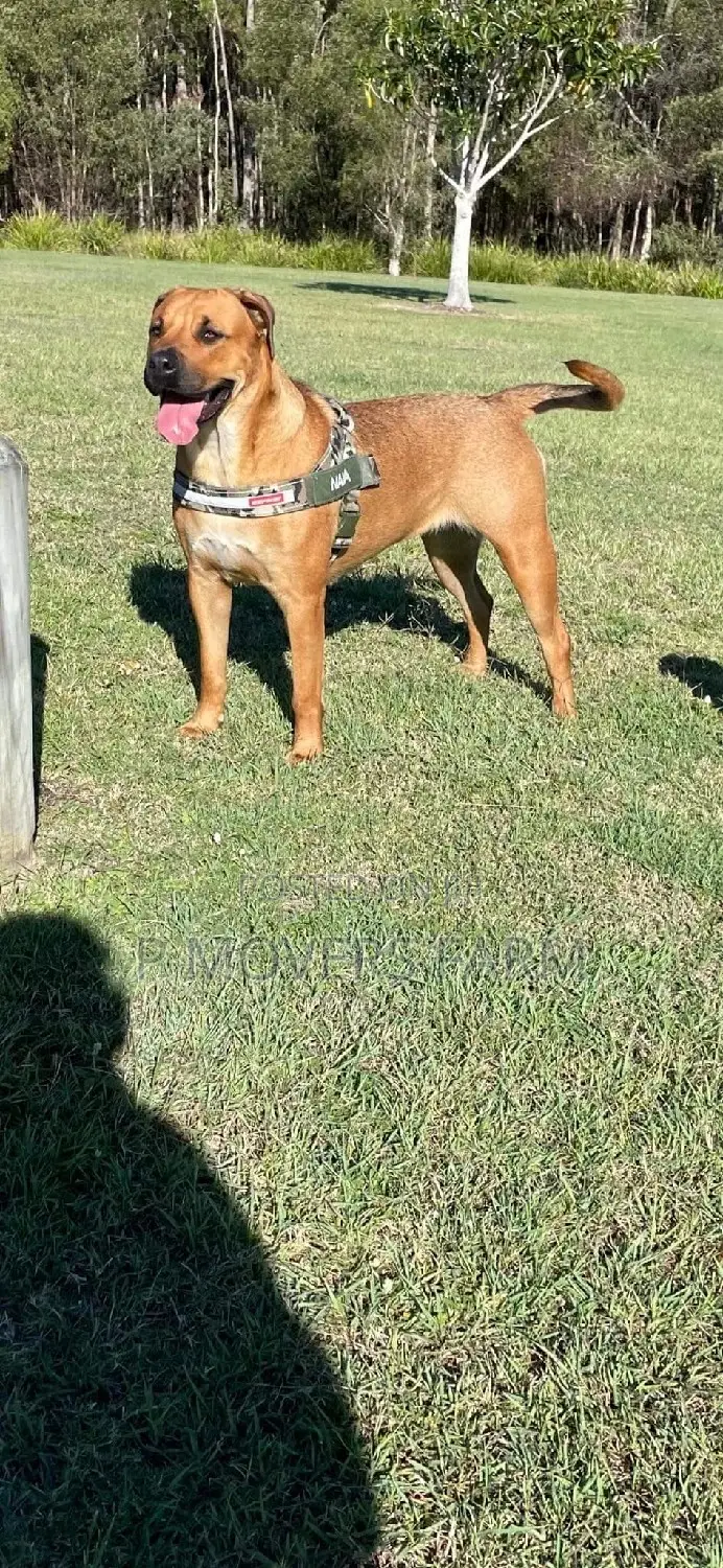 1-3 Months Male Purebred Boerboel