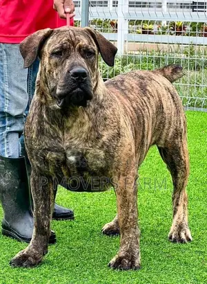 1-3 months Male Purebred Boerboel