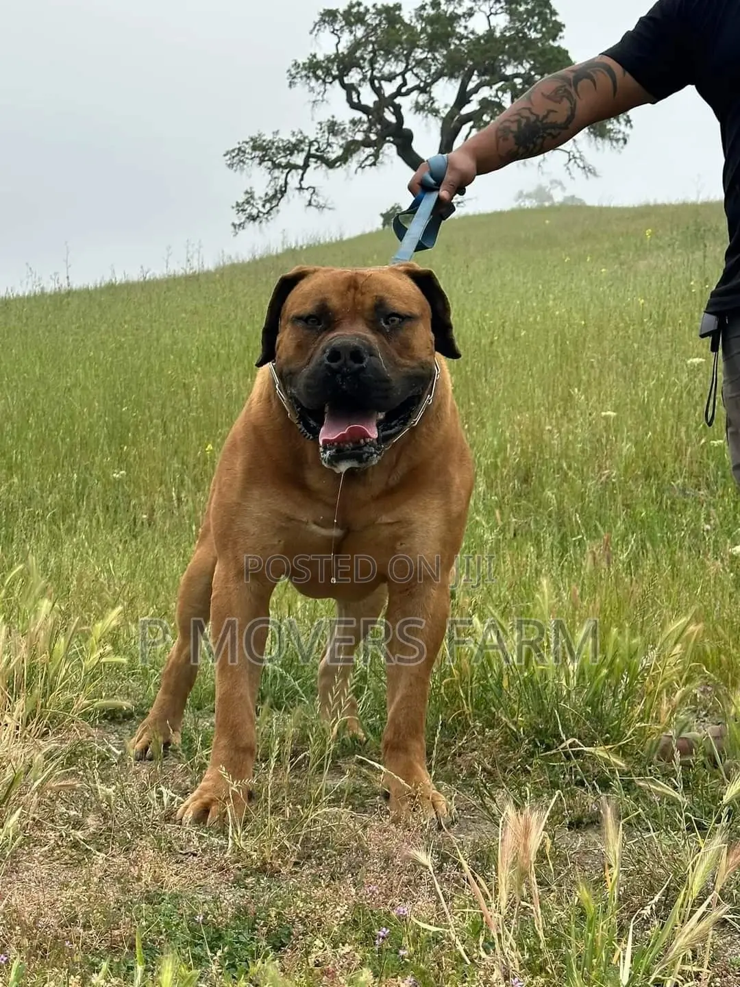 1-3 months Male Purebred Boerboel