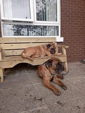 1-3 months Male Purebred Boerboel