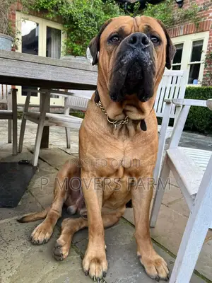 1-3 months Male Purebred Boerboel