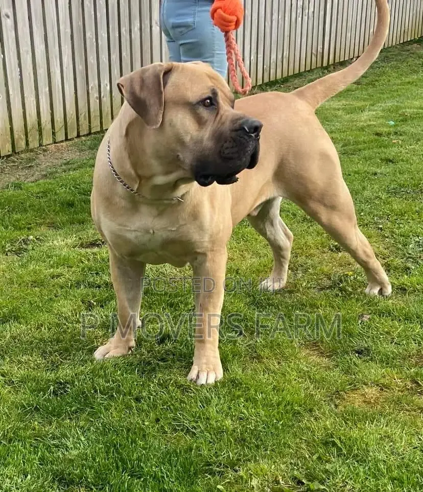 1-3 months Male Purebred Boerboel