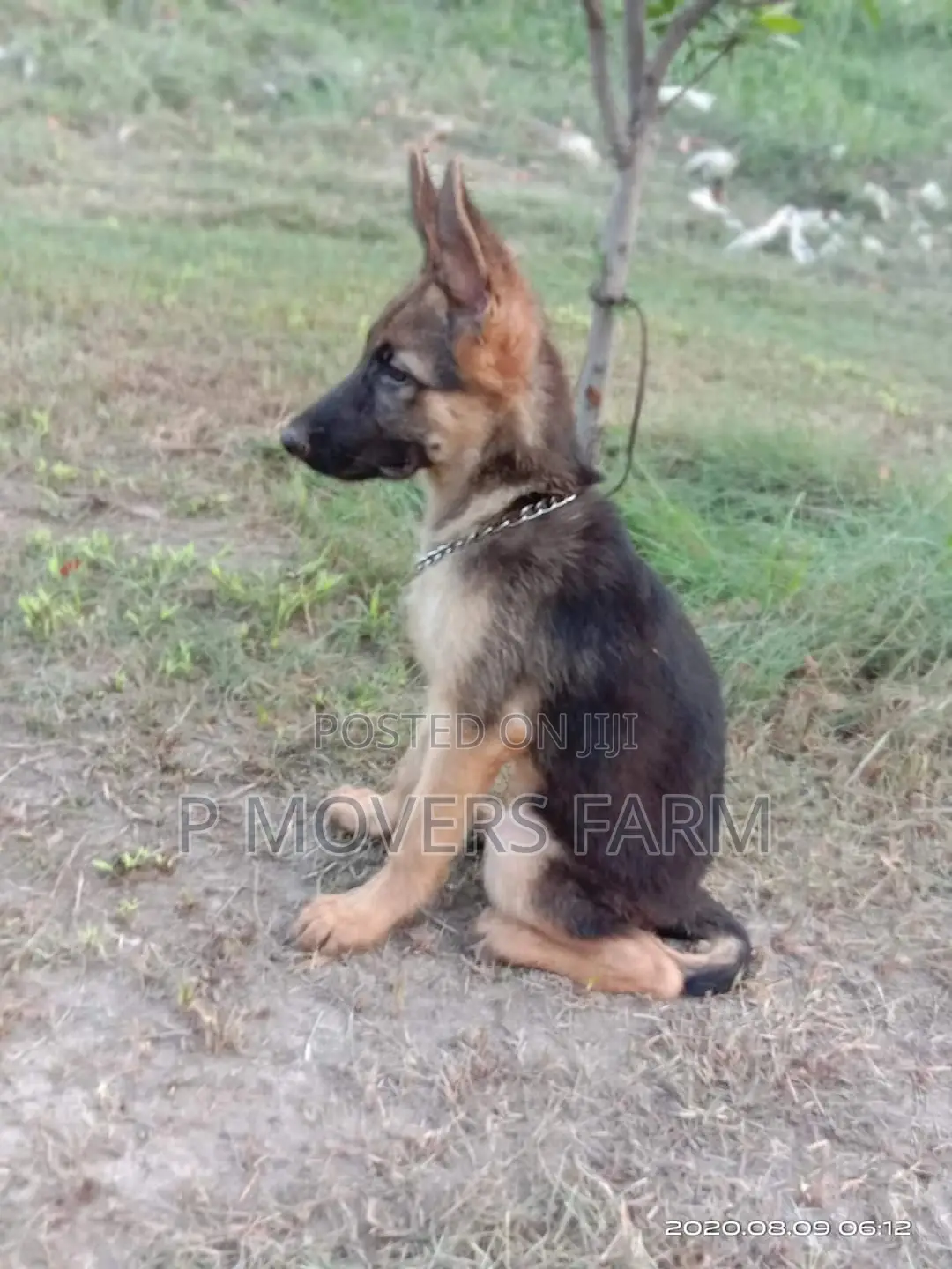 1-3 Months Male Purebred German Shepherd