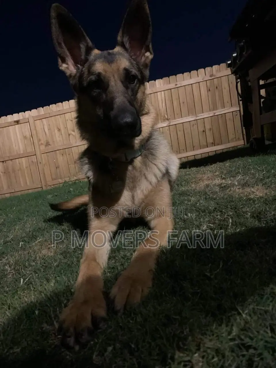 1-3 Months Female Purebred German Shepherd