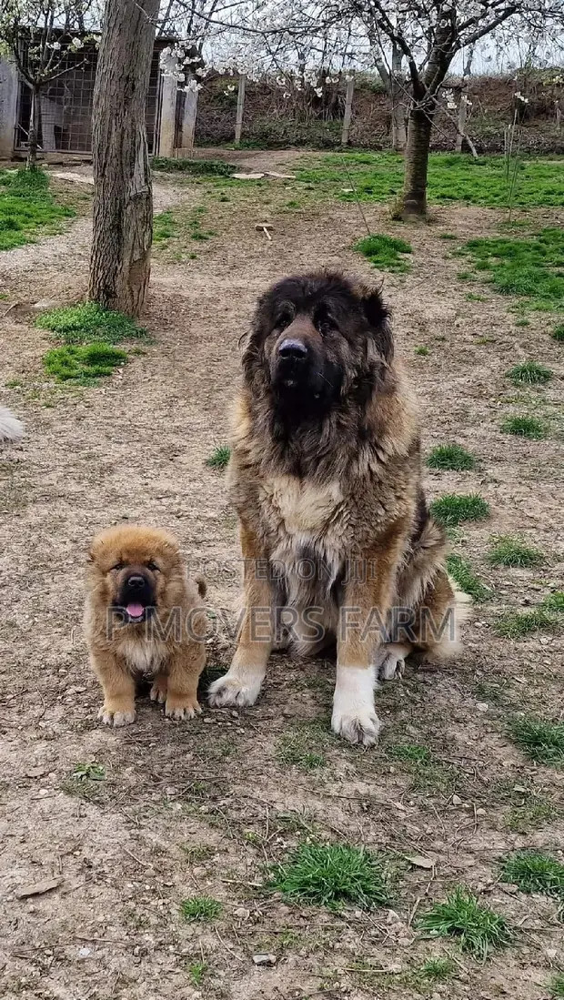 Shepherd Puppy Kavkaz Shepherd In India Caucasian Shepherd Puppy