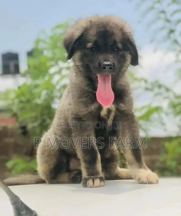 1-3 months Male Purebred Caucasian Shepherd in Dome Dogs