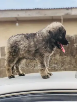 1-3 months Female Purebred Caucasian Shepherd