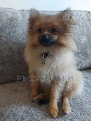 1-3 Months Female Purebred Pomeranian
