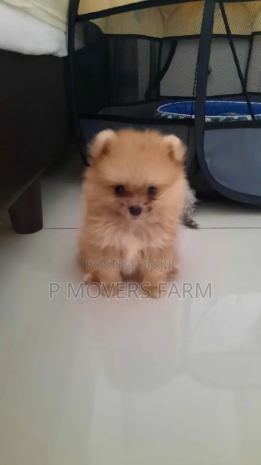 1-3 Months Male Purebred Pomeranian