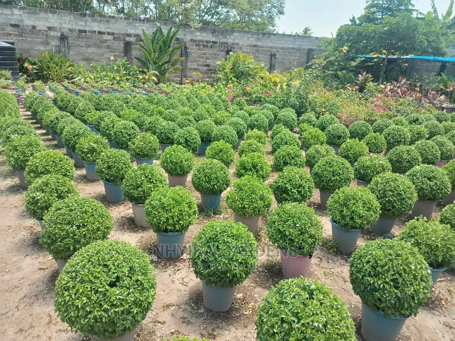 Shaped Plants for Sale
