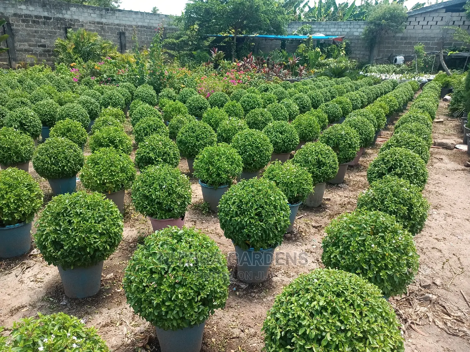 Shaped Plants for Sale