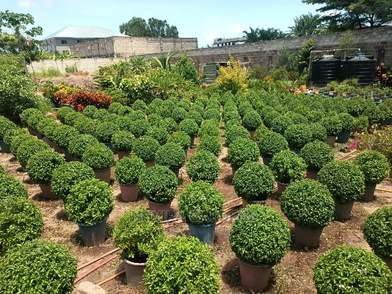 Shaped Plants for Sale