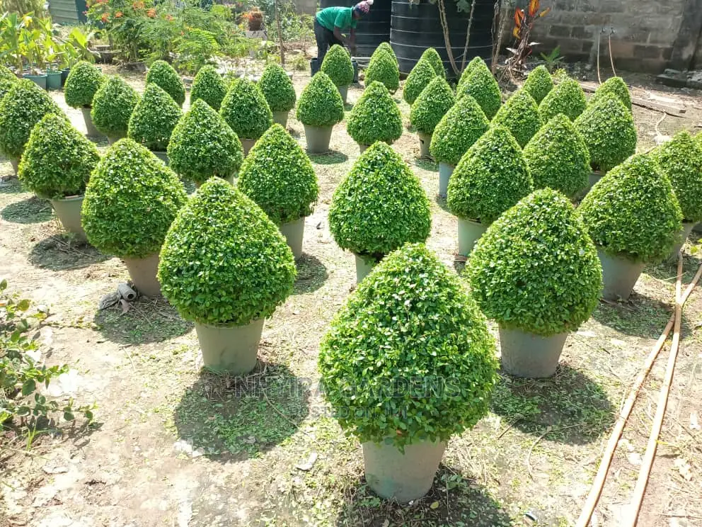 Shaped Plants for Sale