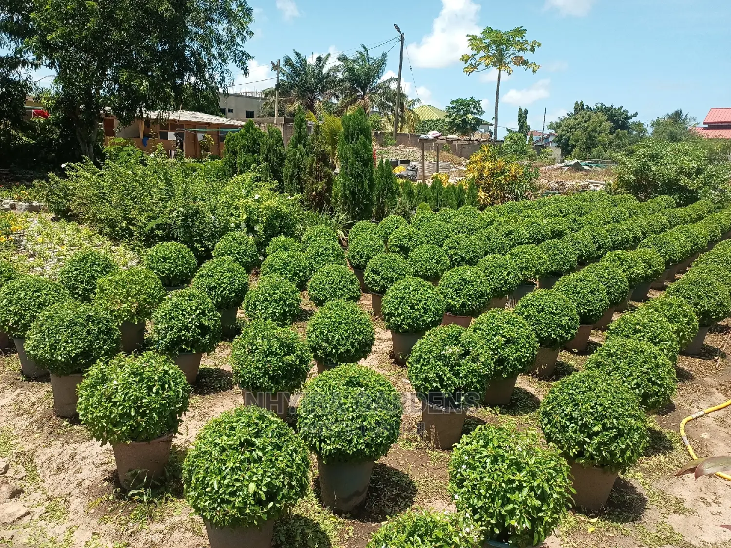 Shaped Plants for Sale