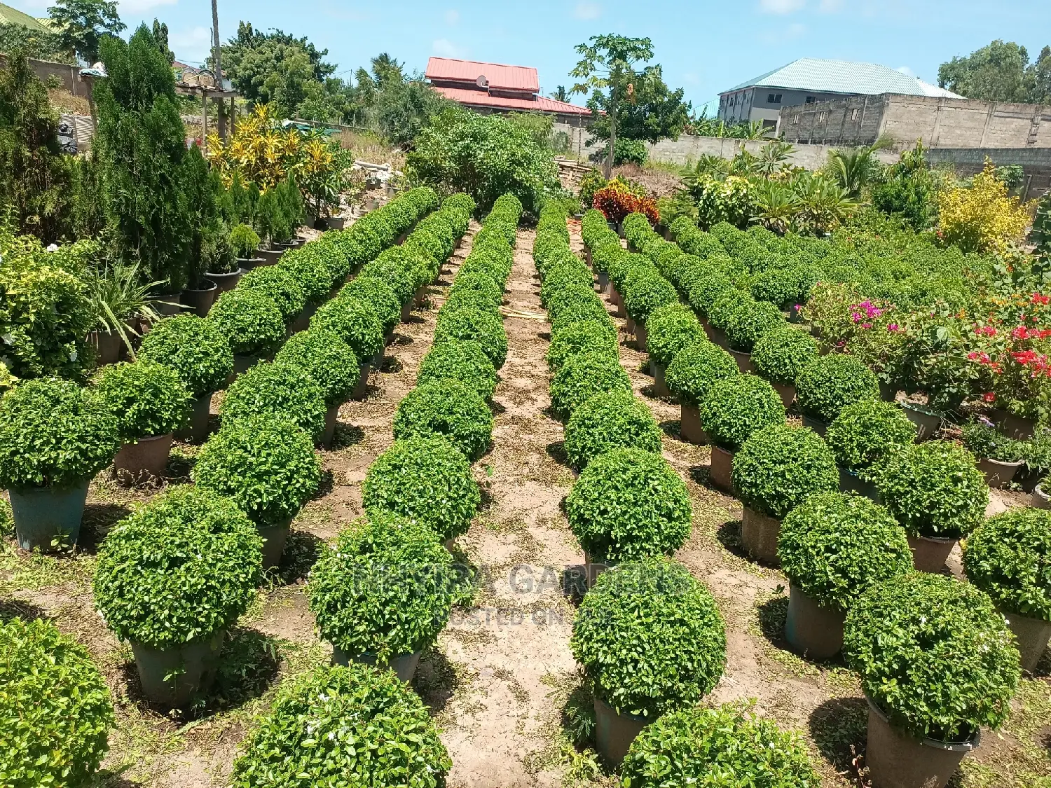 Shaped Plants for Sale