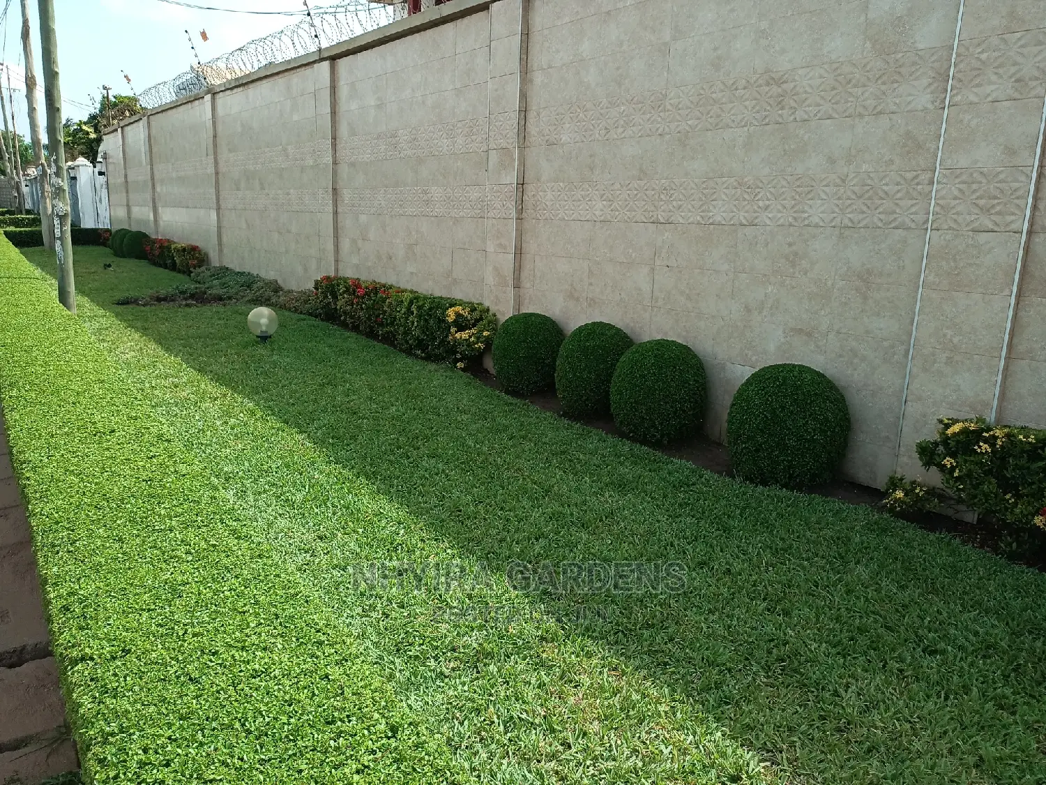 Shaped Plants for Sale