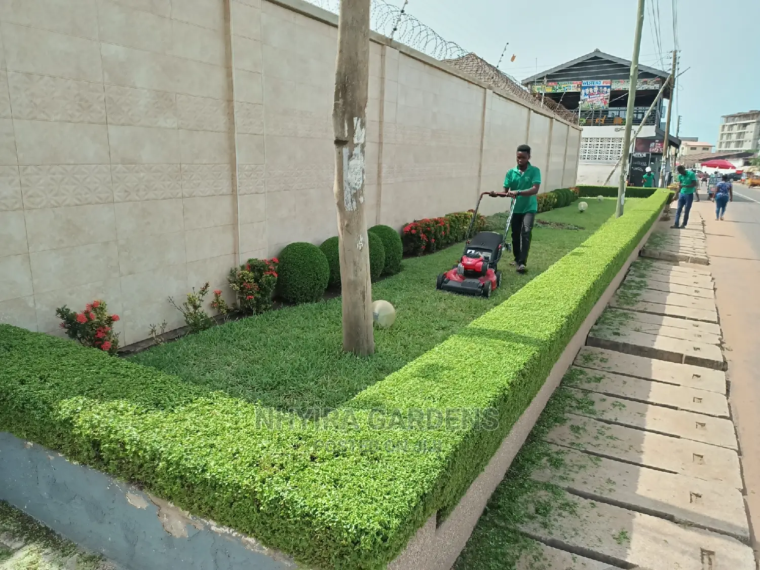 Shaped Plants for Sale