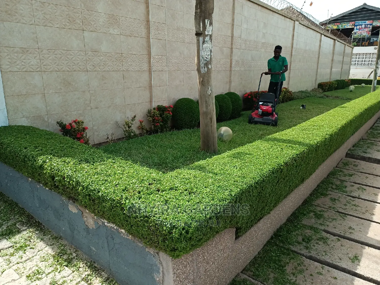 Shaped Plants for Sale