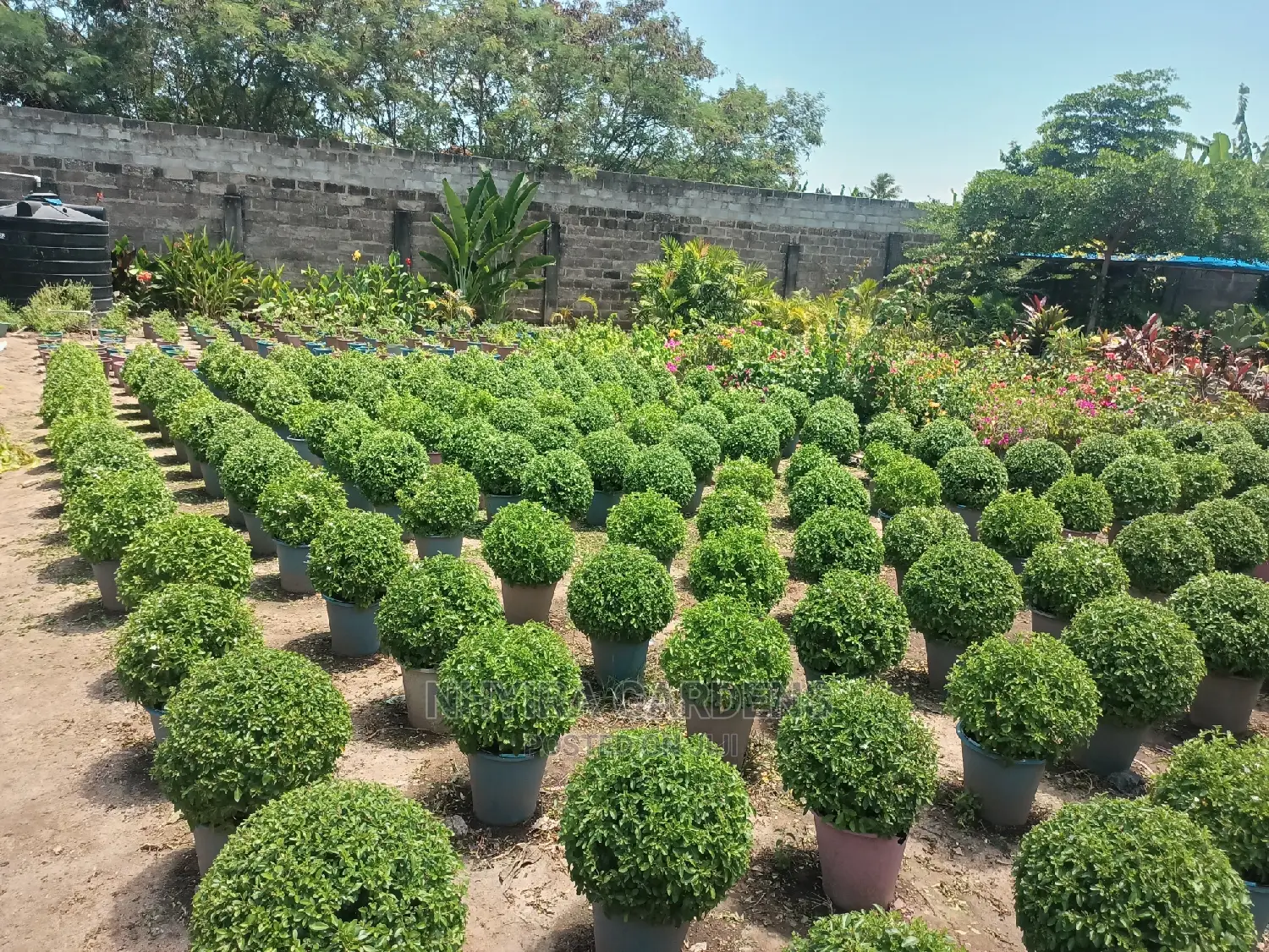 Shaped Plants for Sale