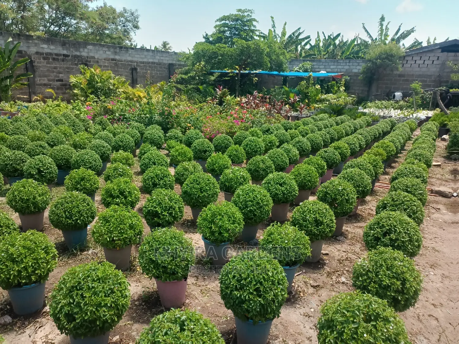 Shaped Plants for Sale