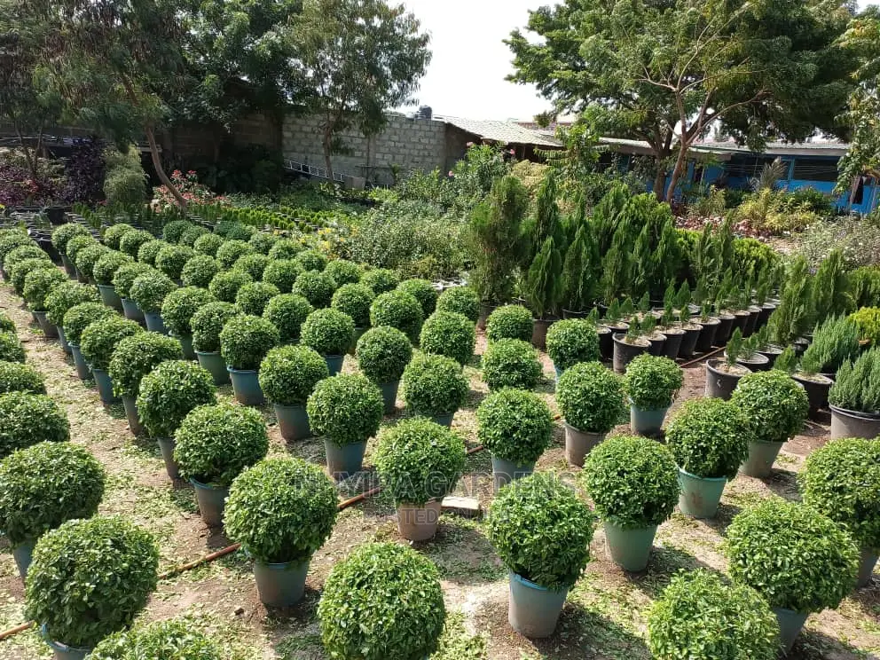 Shaped Plants for Sale