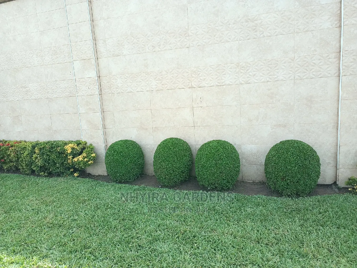 Shaped Plants for Sale