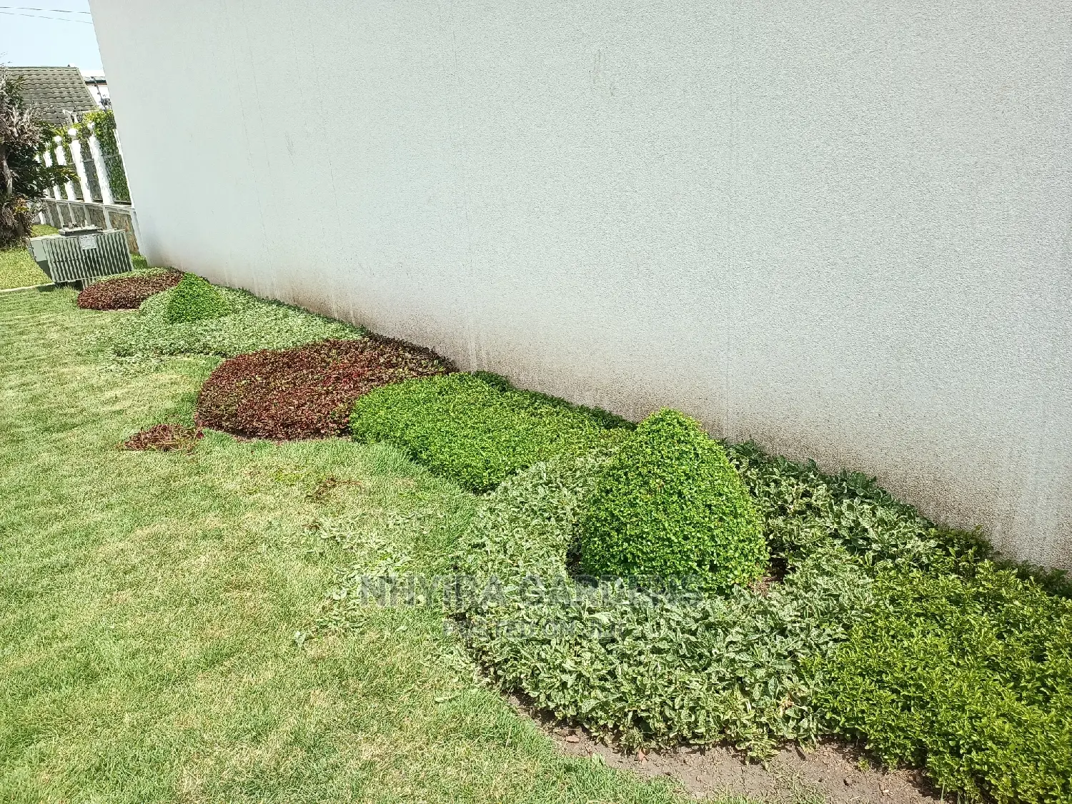 Shaped Plants for Sale