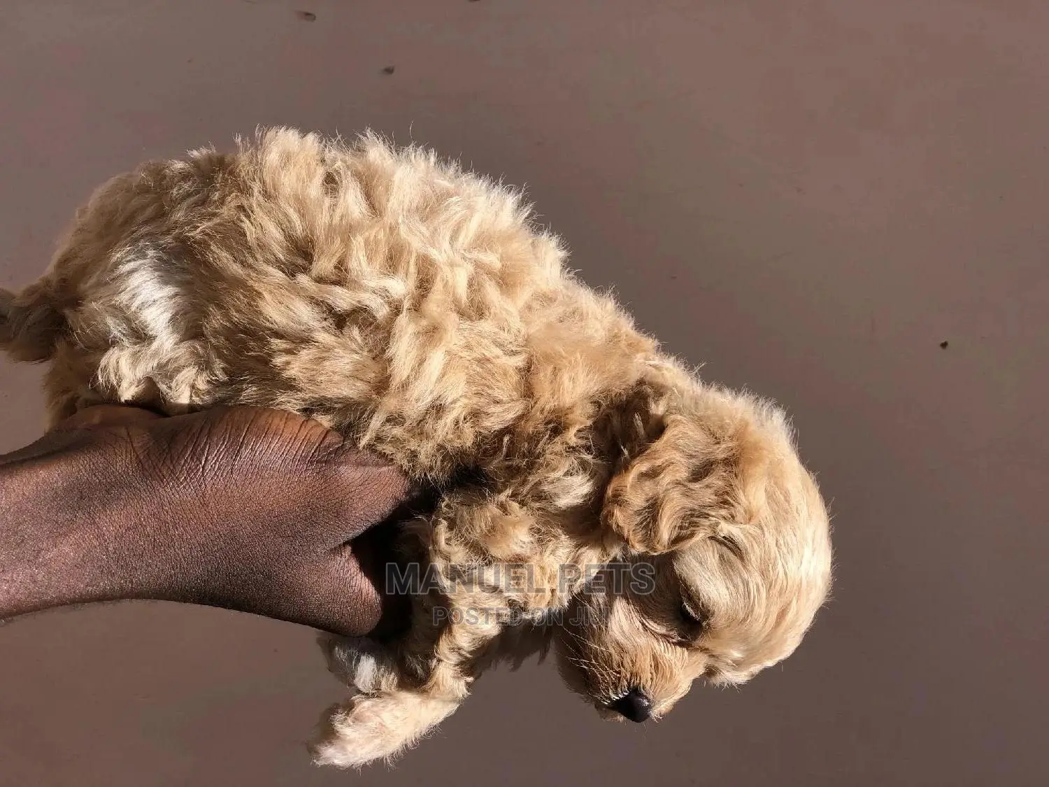 1-3 Months Male Purebred Maltipoo