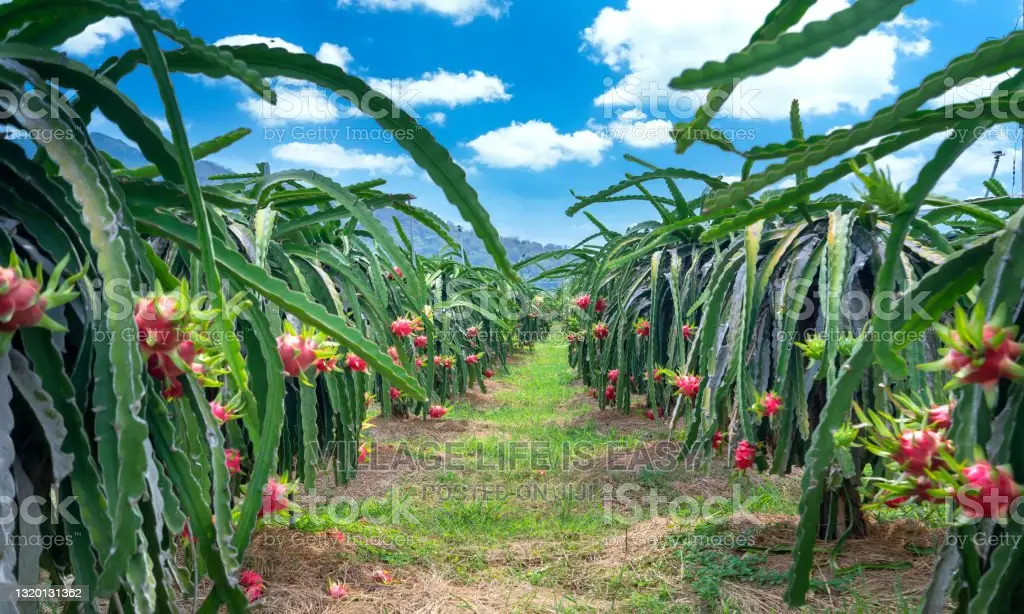 Dragon Fruit Cuttings for Sale , Call