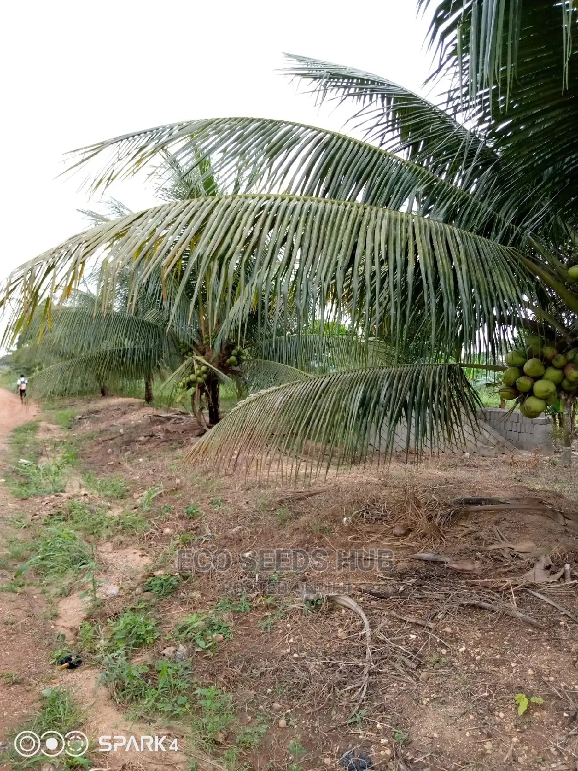 Exotic Dwarf Coconut Seedlings