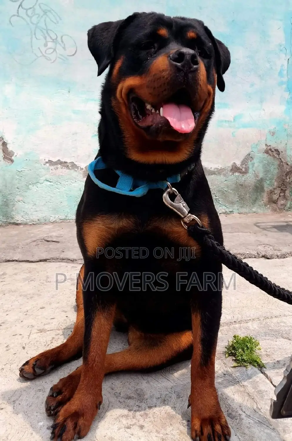 1-3 months Male Purebred Rottweiler