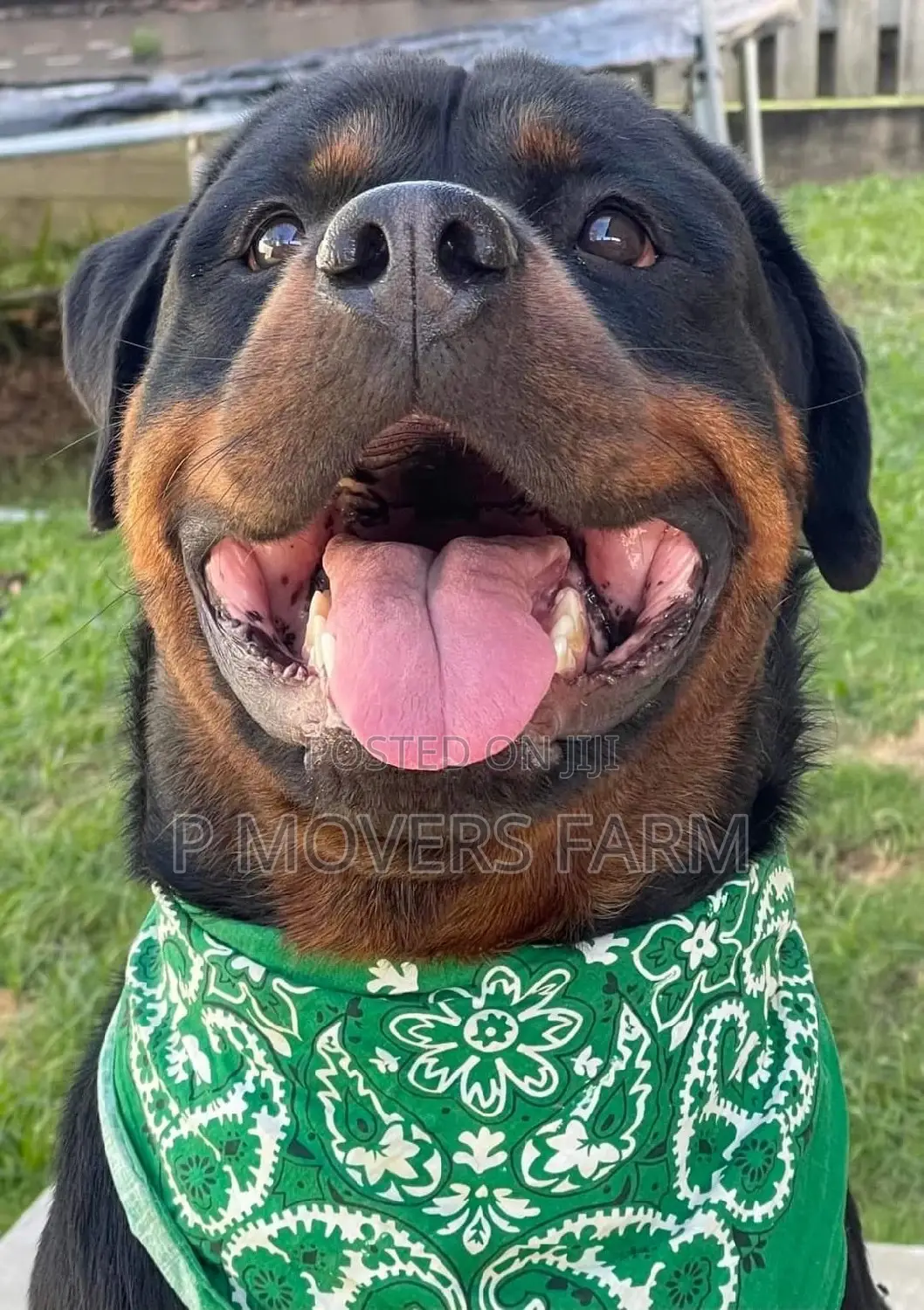 1-3 months Male Purebred Rottweiler