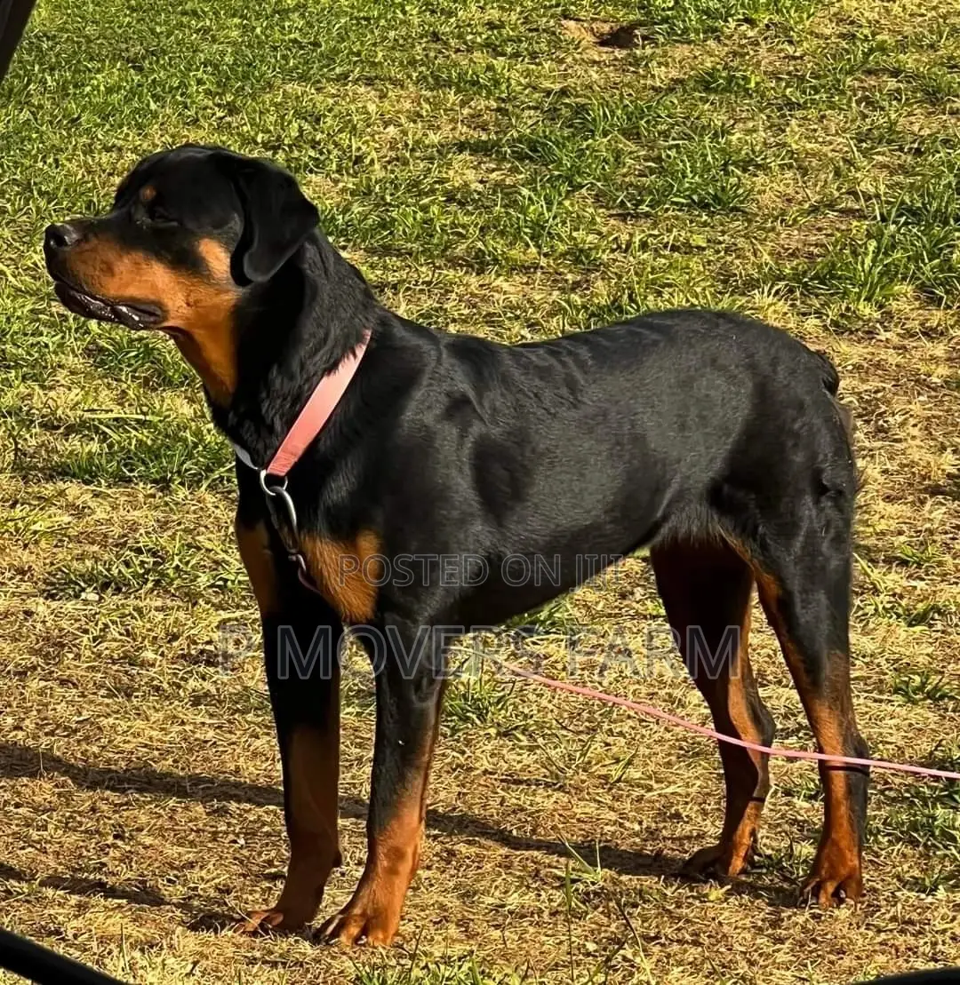 1-3 months Female Purebred Rottweiler