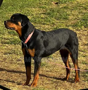 1-3 months Female Purebred Rottweiler