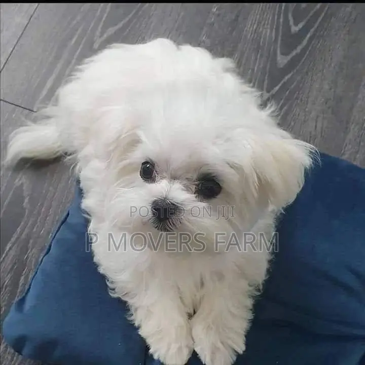 1-3 months Male Purebred Maltese