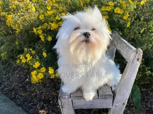 1-3 months Male Purebred Maltese