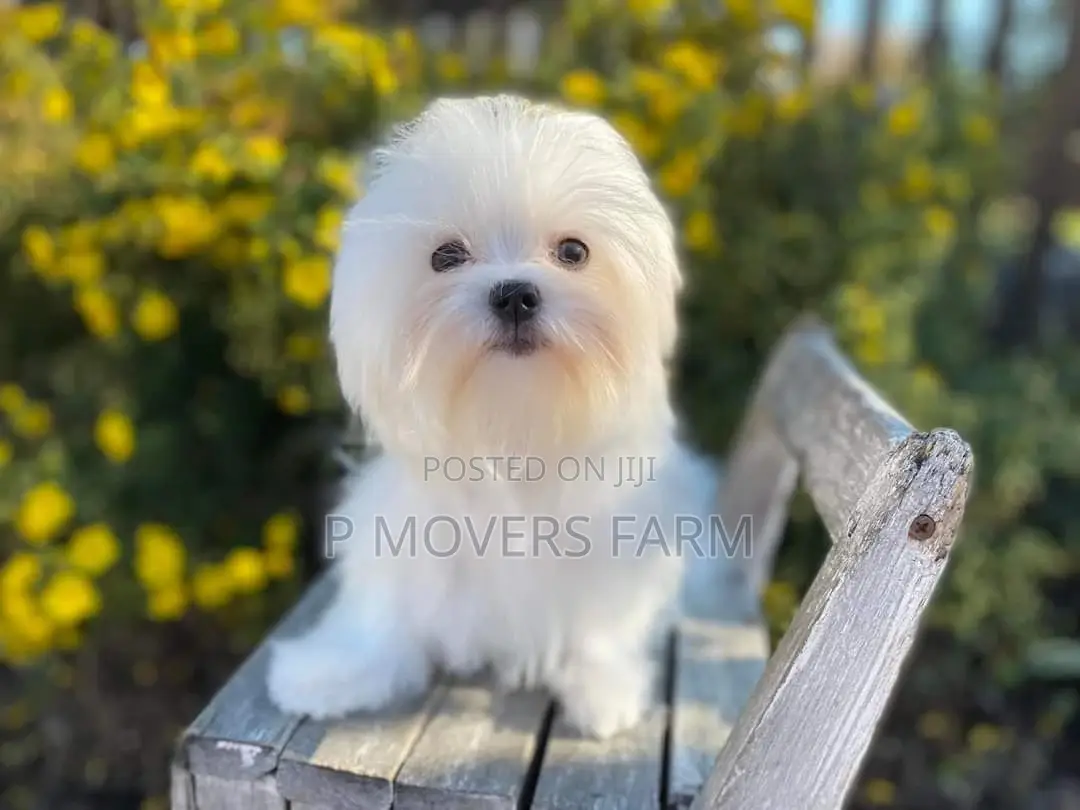 1-3 months Male Purebred Maltese