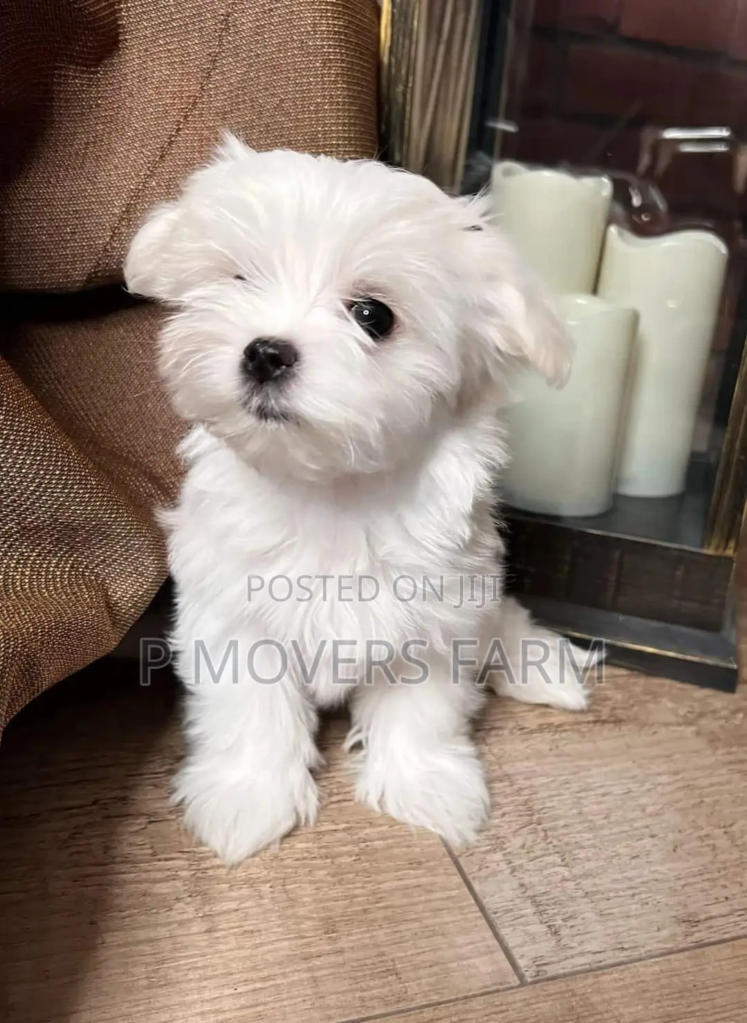 1-3 months Male Purebred Maltese