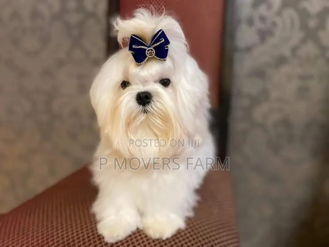 1-3 months Male Purebred Maltese