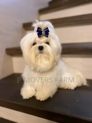 1-3 months Male Purebred Maltese