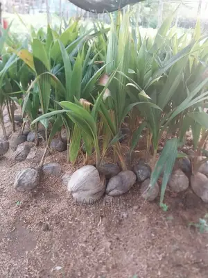 Quality Malaysian N Malayan Dwarf N Hybrid Coconut Seedlings