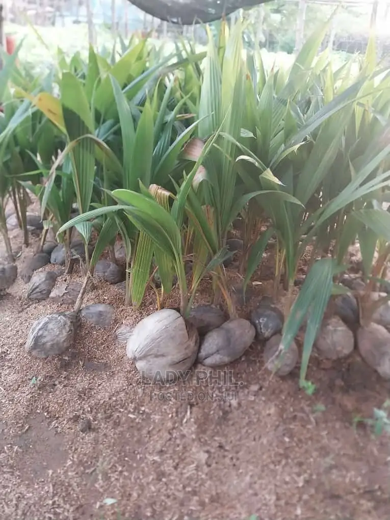 Quality Malaysian N Malayan Dwarf N Hybrid Coconut Seedlings