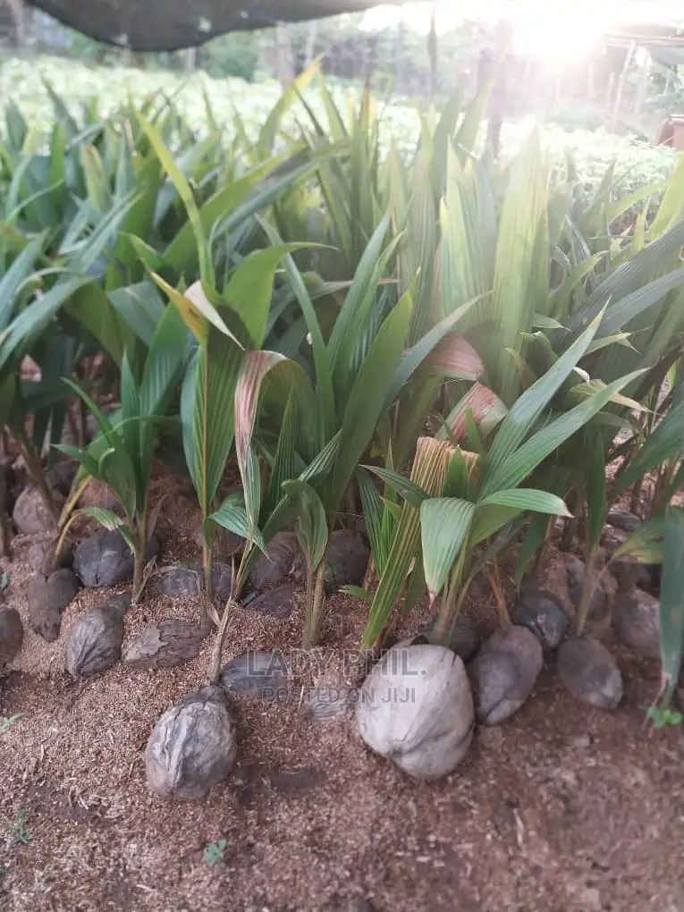 Quality Malaysian N Malayan Dwarf N Hybrid Coconut Seedlings