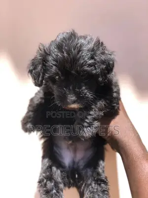 1-3 Months Female Purebred Poodle
