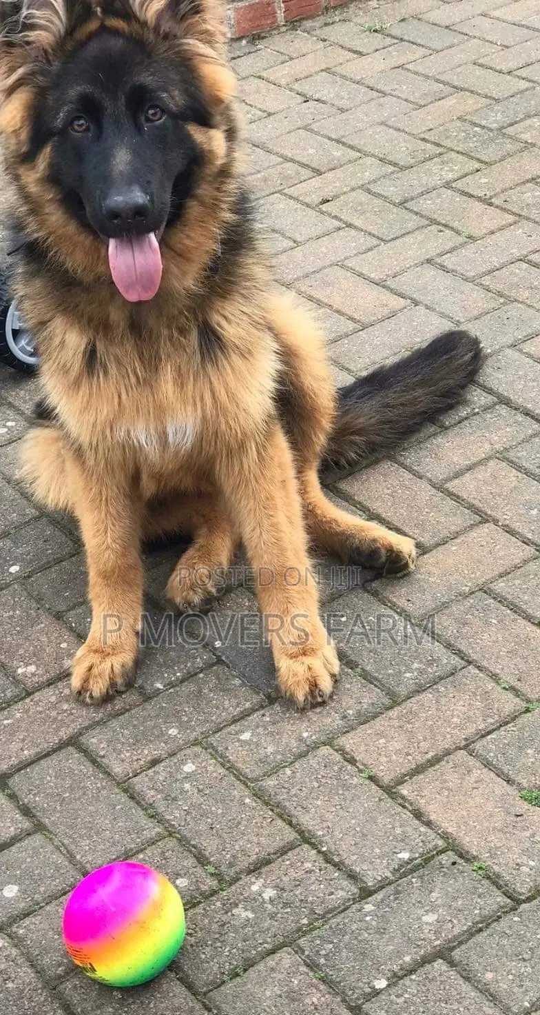 1-3 months Male Purebred German Shepherd