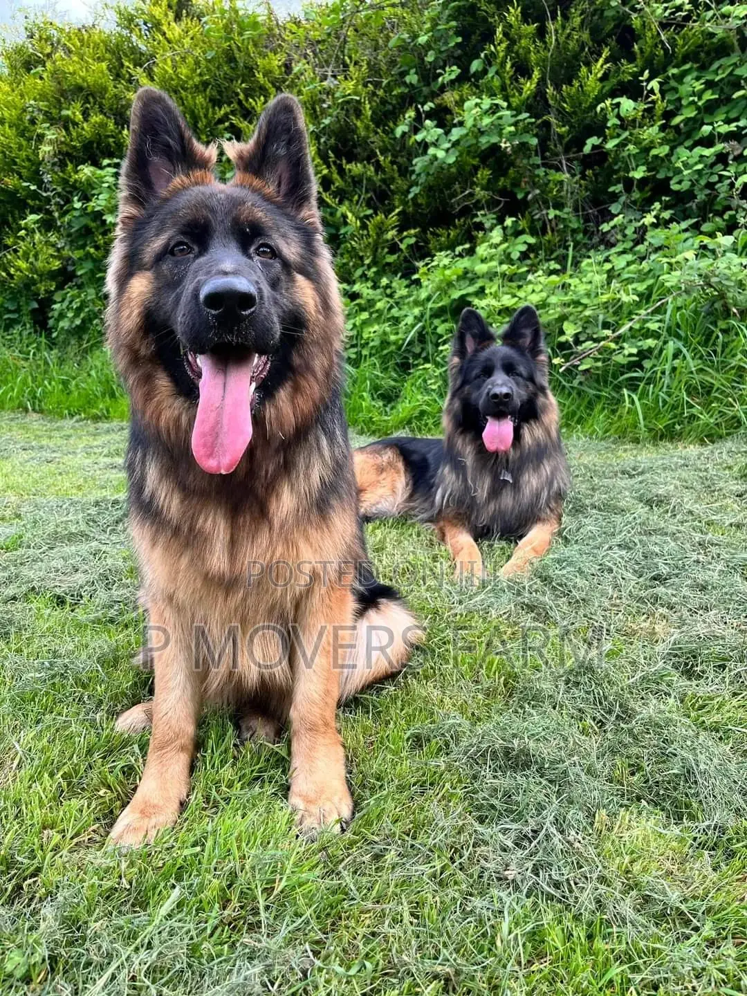 1-3 months Male Purebred German Shepherd