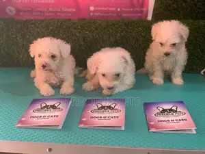 1-3 Months Male Purebred Maltese