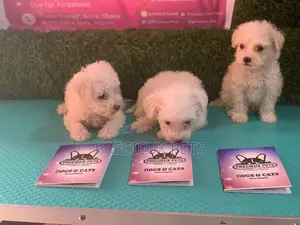 1-3 Months Male Purebred Maltese